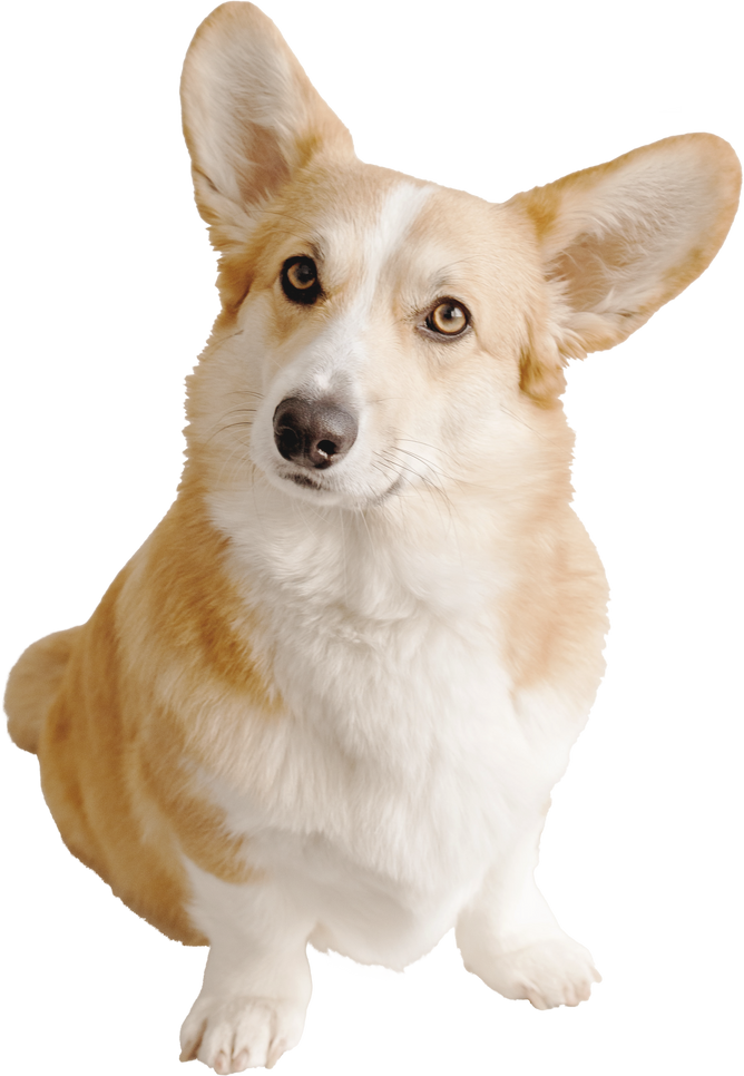 Corgi Dog Cutout