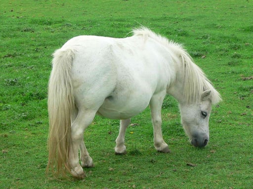 White Pony on the Grass