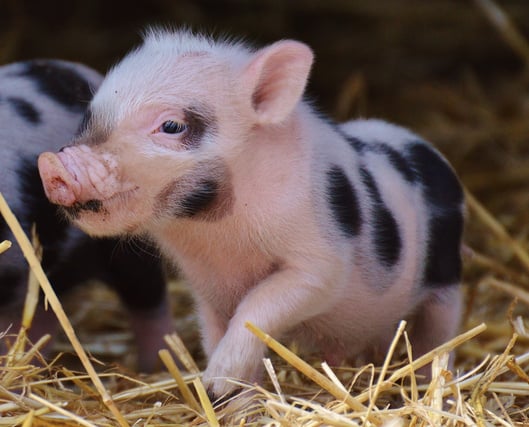 Cute Little Baby Pig